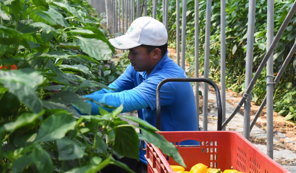 勞力人工越來越難請 工廠需求卻越來越大，產能嚴供應不足，和楷國際與客戶同心將危機變轉機